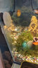 欢刻鱼缸刷磁力刷玻璃擦清洗擦缸器无死角刷子水族箱清理清洁工具 中号【适合壁厚15MM以内】 晒单实拍图