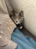 江小傲羊奶粉猫用奶粉幼猫专用猫粮成猫孕乳猫咪成猫产后奶糕小奶猫 羊奶粉2盒（5g*80支） 实拍图
