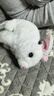 威尔通（WELTSTON）毛绒公仔跳舞布娃娃玩偶玩具儿童生日礼物礼品女生电动宠物小白兔 实拍图