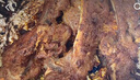 芈羊羊宁夏滩羊肉 鲜切羊腿羊排5斤整发手抓羊肉生鲜礼盒盐碱地源头直发 实拍图