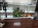 森森 超白玻璃小鱼缸HWK-600P裸缸款水草缸金鱼缸小型水族箱水草缸  实拍图