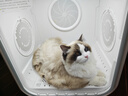 霍曼宠物智能烘干箱宠物烘干机猫咪自动吹干箱狗狗洗澡吹风机家用 实拍图