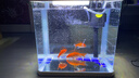 技研精工（JIYJNJINGGONG）鱼缸客厅小型家用带增氧桌面超白玻璃过滤免换水生态懒人鱼缸240 实拍图