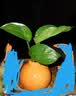 京东鲜花橘子陶瓷小花瓶轻奢摆件客厅插花水培鲜花绿萝绿植桌面装饰高级感 实拍图