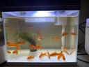 森森（SUNSUN）超白鱼缸一体缸自循环客厅水族箱桌面家用懒人免换水小型金鱼缸 超白HEJ300标配 带滤材+棉 实拍图