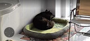 【京东快递】猫窝狗窝四季中大犬垫子隔凉狗狗宠物窝垫可拆洗沙发 草绿色 XXL- 90*70cm 适合70斤内宠物 实拍图