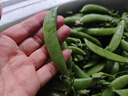 京鲜生 云南新鲜甜豆 带壳食用 清香甜脆 加冰保鲜发货净重5斤源头直发 实拍图