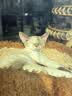 ZEZE橘子猫窝四季通用宠物床猫屋猫窝泰迪狗窝冬天保暖宠物用品 实拍图