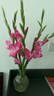 粉红色剑兰节节高鲜花年宵花广州发春节装饰情人节礼物长65-70cm 蓝精灵剑兰5支 实拍图