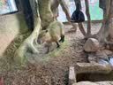 三只松鼠蒸蛋糕代餐休闲零食面包糕点奶香蛋糕吐司生日甜点孕妇零食 【蛋奶和面】松软蒸蛋糕520g*1箱 实拍图