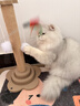 HELLOJOY猫抓柱剑麻猫抓板猫玩具耐抓耐磨不掉屑猫爬架立式自嗨解闷用品 实拍图