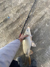 达亿瓦（DAIWA） 新款 一击樱 综合休闲手杆台钓竿轻碳素进口钓鱼竿钓杆 垂钓装备 F-3.9米 实拍图