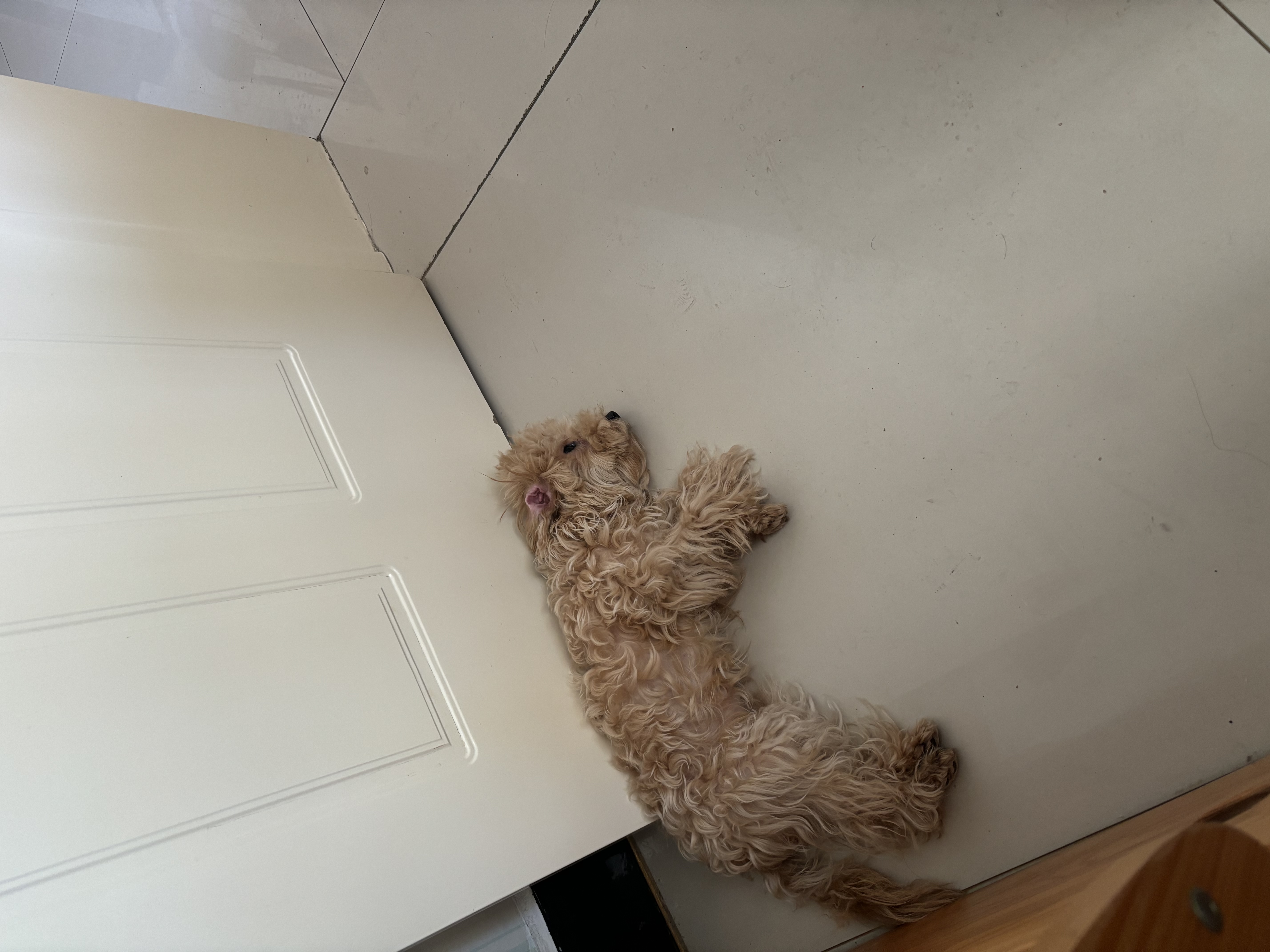 憨憨宠狗窝猫窝夏季可水洗加厚宠物窝泰迪中小型犬狗垫子沙发狗床 双面加厚八角窝 小号 实拍图