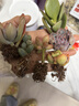 百潮盛多肉植物 小盆栽批发豪华套装多肉组合桃蛋玉露绿植花卉园艺 随机6颗多肉不重复 选项文字有标注 实拍图