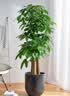 芙洛拉花园【2小时达】发财树绿萝金钱树散尾葵天堂鸟大型绿植室内开业乔迁 幸福树 实拍图