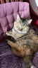 优瑞派猫粮幼猫成猫美短英短蓝猫布偶加菲猫专用流浪猫全价猫粮鱼肉味 经典猫粮鱼肉味20斤丨送猫粮1斤 实拍图