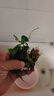 云峰海瑞水草活体懒人草鱼缸造景活体水草套餐鱼缸水草有茎类中后景真水草 小水榕沉木单头 实拍图
