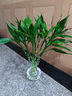 【富贵竹】广州发货水培植物好养懒人节节高供佛办公室内礼物七夕 富贵竹70cm10支 实拍图