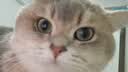萌宠兄弟宠物洗碗泡沫慕斯猫咪狗狗餐具水具去油清洁食盆水盆清洗剂400ml 实拍图