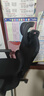 京东京造Z5Pro人体工学椅双背电竞椅办公椅子电脑椅人工力学座椅升降椅背 实拍图