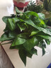 双盟绿萝盆栽除甲醛花卉绿植办公室新房净化空气180加仑1盆装源头直发 实拍图