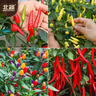 北蔬辣椒种子苗美人椒朝天椒薄皮皱椒四季阳台蔬菜籽 8种辣椒种子大全 实拍图