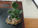 八芽盆栽小盼菩提树植物室内禅意盆景办公室桌面好养绿植源头直发包邮 莲花盆菩提（顿悟菩萨套装） 实拍图