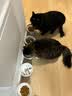 比瑞吉猫粮优选系列 原切鸡肉冻干 老年猫粮2kg*3包 实拍图