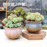 多肉花盆套装个性透气迷你可爱创意地中海美式陶瓷肉肉植物花盆 群生盆2件套 实拍图