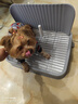 HELLOJOY狗狗厕所中小型犬防踩屎尿盆宠物用品小狗狗砂盆拉屎便盆专用大号 实拍图