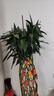 叹为观止大型植物发财树各种大颗盆栽开业乔迁客厅办公室内好养大型花卉 富贵竹笼【1.5-1.7米】 含盆 实拍图