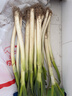 【农户直通车】大葱约500g 实拍图