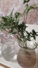 水培植物富贵竹天堂鸟白掌鸭脚木室内米竹子绿植花卉办公桌面好养 30颗米竹35-45cm+营养液【不含盆】 无规格 实拍图