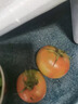 顺丰丹东草莓柿子5斤西红柿新鲜自然熟铁皮柿子碱地生吃水果番茄 5斤 优选装  顺丰 实拍图