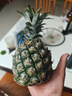 广东徐闻香水菠萝新鲜水果生鲜热带孕妇水果整箱包邮 【限时低价】1个装  净重650g起 实拍图