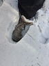 回力（Warrior）官方雪地靴子男鞋冬季加绒保暖工装高帮棉鞋男士马丁靴卡其加绒44 实拍图