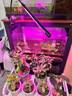 迈睿星全光谱植物补光灯仿太阳室内多肉上色绿植专用家用落地绿植生长灯 单头夹子款USB供电 实拍图