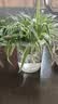 花盆绿植盆栽水培瓶透明塑料花瓶容器绿萝花盆鱼花共养缸水养摆件 水培盆-圆柱大号 【送定植篮+吸水棉绳】 实拍图