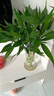 【富贵竹】广州发货水培植物好养懒人节节高供佛办公室内礼物七夕 富贵竹60cm10支 实拍图