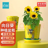 IAM City Farmer向日葵种子迷你盆栽绿植幼儿园儿童种植小盆栽根系生长观察10029 实拍图