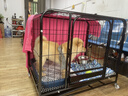 腆宠 狗笼 狗笼子大型犬中型犬小型犬带厕所加粗狗窝家用宠物笼子围栏 实拍图