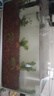 森森 超白玻璃小鱼缸HWK-600P裸缸款水草缸金鱼缸小型水族箱水草缸  实拍图