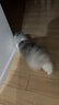 鲜朗冻干猫零食猫咪幼猫成猫营养鸡肉粒鸡胸肉非猫粮冻干零食 鸡鸭猪混合3包【囤货装 共170g】 实拍图
