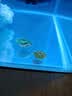 威力顿国象珊瑚专用胶海缸水族造景SPS粘珊瑚基座底座纽扣活石LPS鱼缸水草莫斯强力啫喱胶水可水下操作 国象珊瑚胶20g(送指套) 实拍图