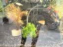 疯狂水草竹节草水草植物净化水质懒人鱼缸造景套餐直接入缸真水草种植环 【赛级精品】南美绿青竹 实拍图