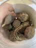 花椒八角桂皮香叶辣椒白芷孜然草果小茴香卤料调料【净重】 草果 约70g/罐*1罐【净重】 实拍图