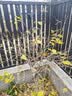 红豆居家（Hodohome）儿童秋衣秋裤男童纯棉7A级抑菌半高领薄款保暖内衣套装117灰150 实拍图