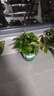 双盟绿萝盆栽除甲醛花卉绿植办公室新房净化空气180加仑4盆装源头直发 实拍图