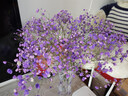 爱满（AIMAN）云南直发干花花束真花家居摆设装饰小清新客厅办公室摆件风干花束 紫色满天星 不带花瓶 实拍图