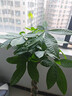 叹为观止大型植物发财树各种大颗盆栽开业乔迁客厅办公室内好养大型花卉 辫子发财树【1.2-1.4米】 含盆 实拍图